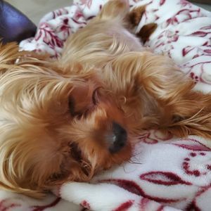 Meet your Posher, Olga